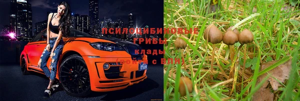 шишки Новодвинск